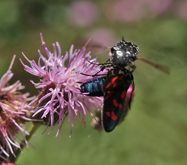 Oxythyrea funesta vs Zigaena filipendula